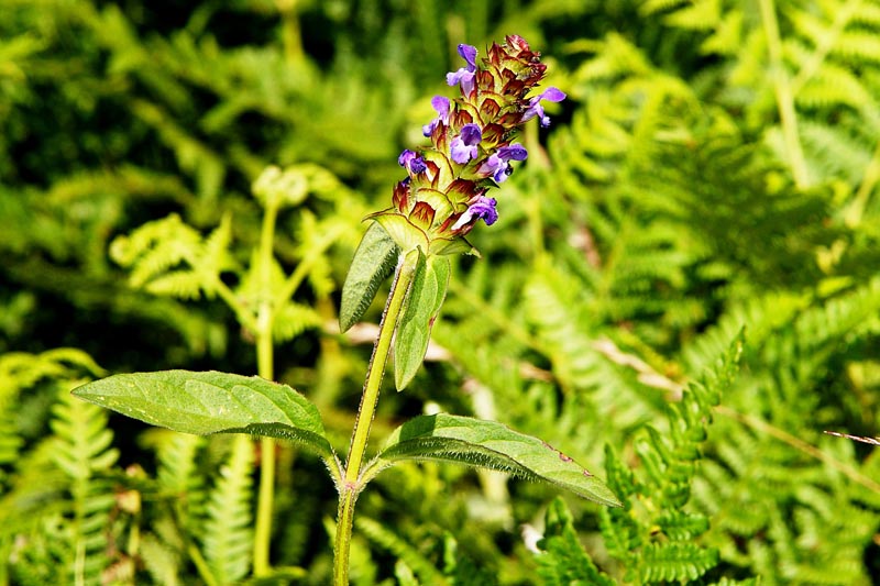 Prunella vulgaris